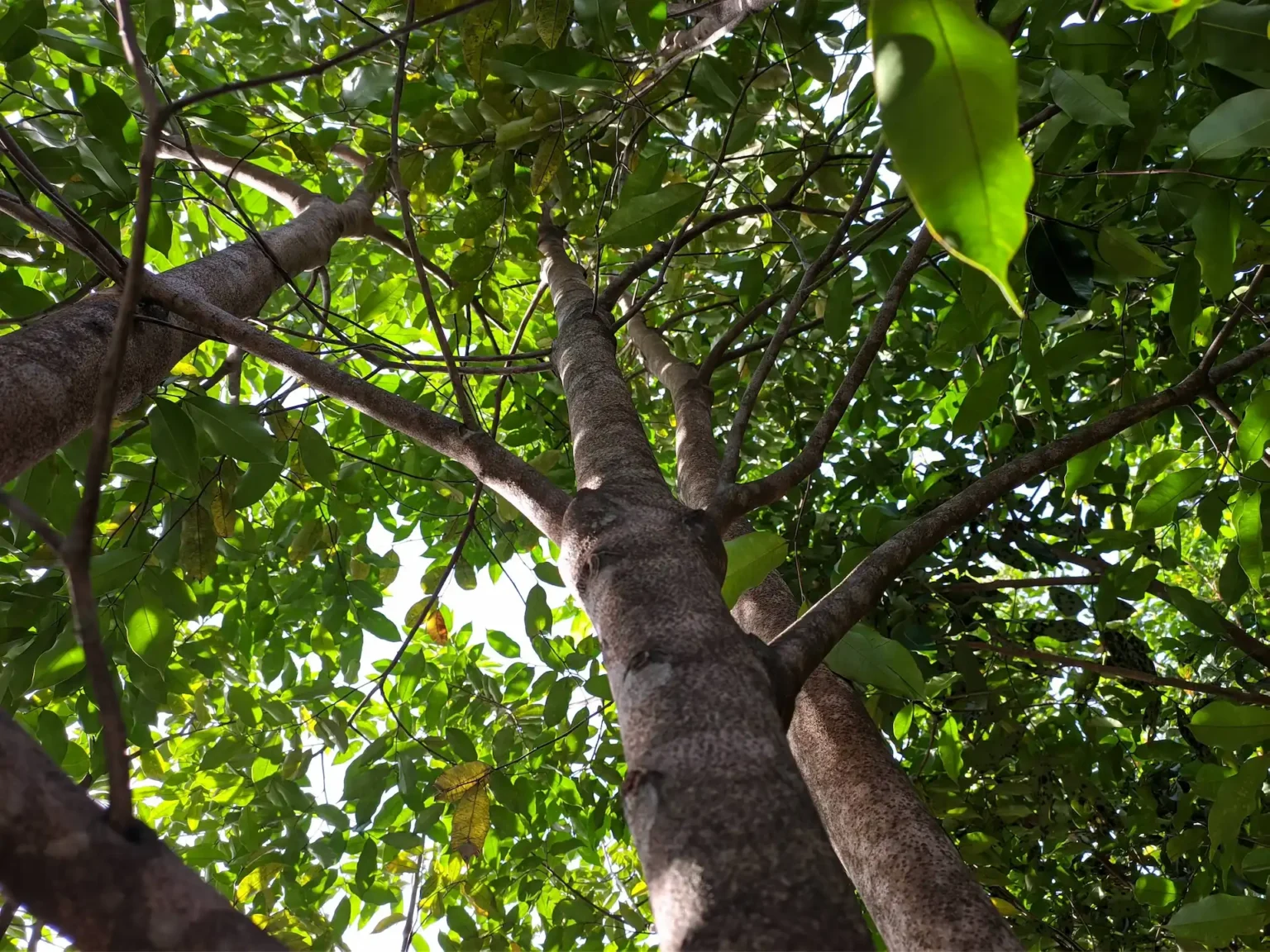AGARWOOD (Commercial Crop)