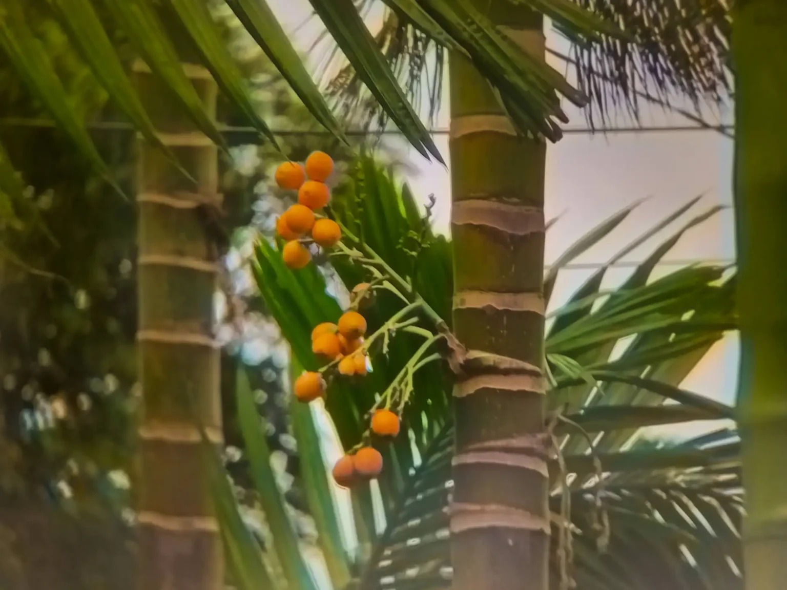 ARECA NUT (Native Crop)