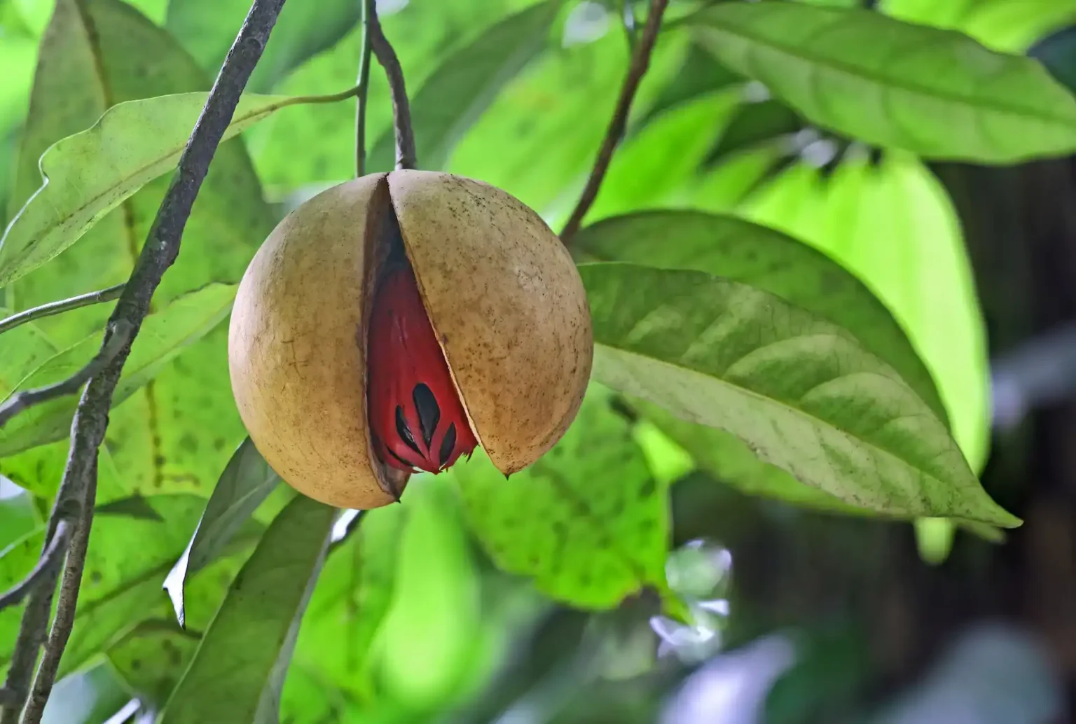 NUTMEG ( (Inter-crop)