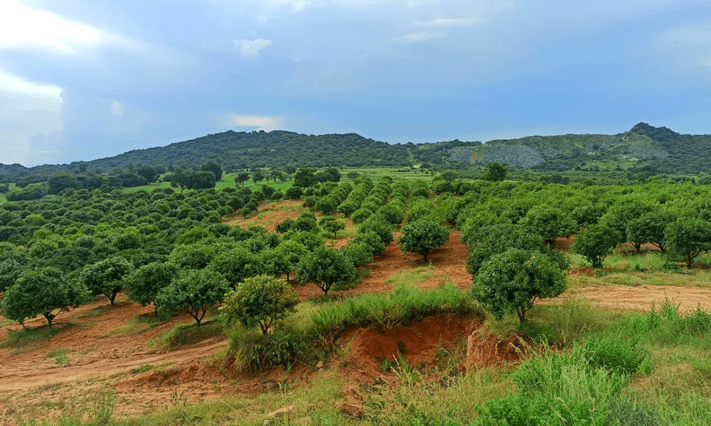 Buthpur (75 Acres)