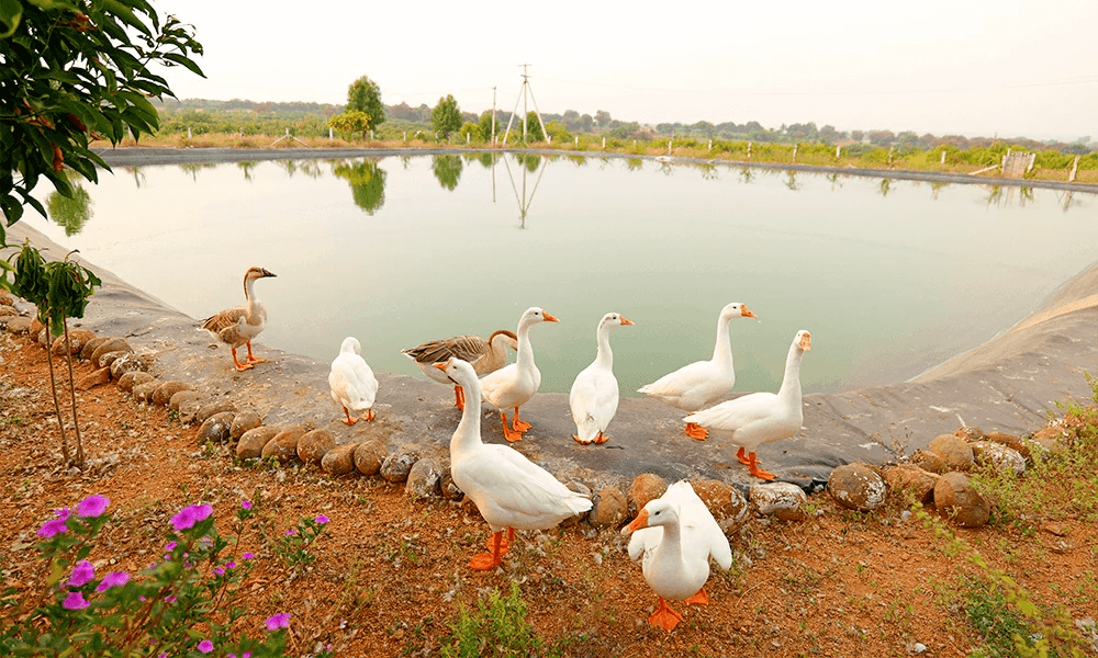 Hyderabad (100 Acres)